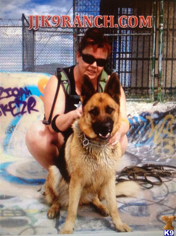 German Shepherd Puppies in CA